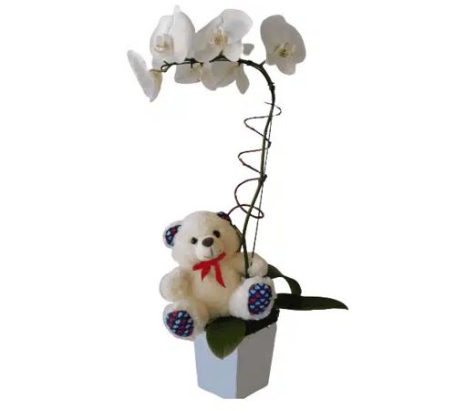 Orquídea Maternidade